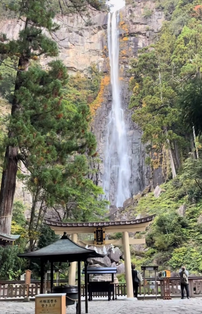 青々とした木々の間に一筋になって流れ落ちる大迫力の那智の滝